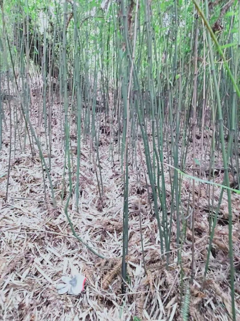 三月竹，石竹（八月竹〉苗