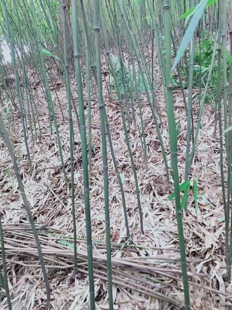三月竹，石竹（八月竹〉苗