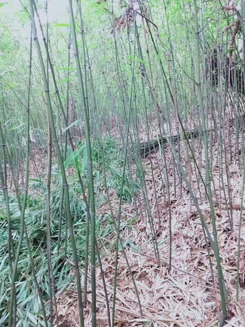 三月竹，石竹（八月竹〉苗