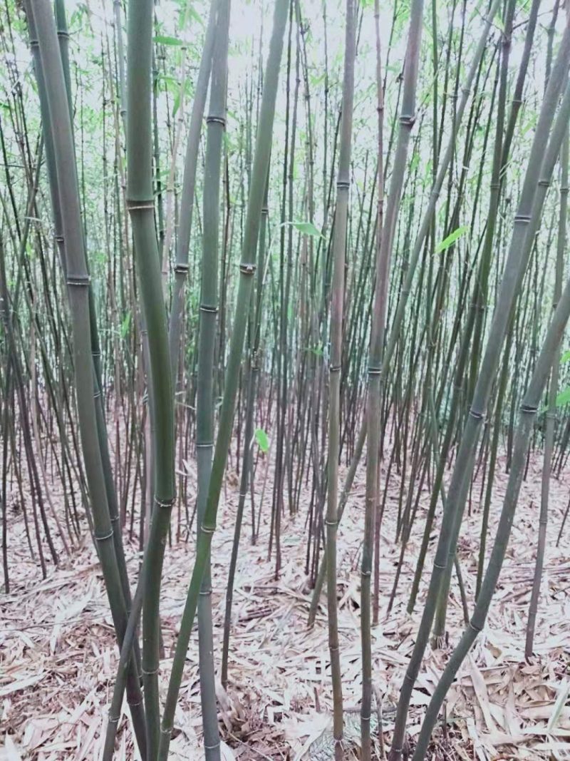 三月竹，石竹（八月竹〉苗