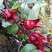 玫瑰茄洛神花干枝真花干花室内装饰北欧风1箱100枝起批