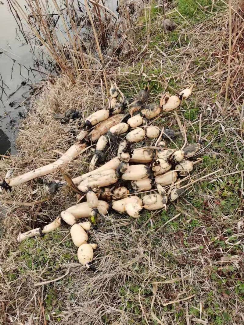 莲藕大量低价供应，种植户自销第一年新藕，春节正常供应