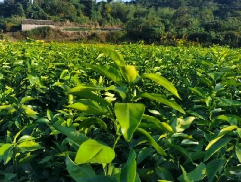 优质红美人柑橘苗，基地直发，货源充足，价格实惠，保湿邮寄！