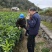 优质红美人柑橘苗，基地直发，货源充足，价格实惠，保湿邮寄！