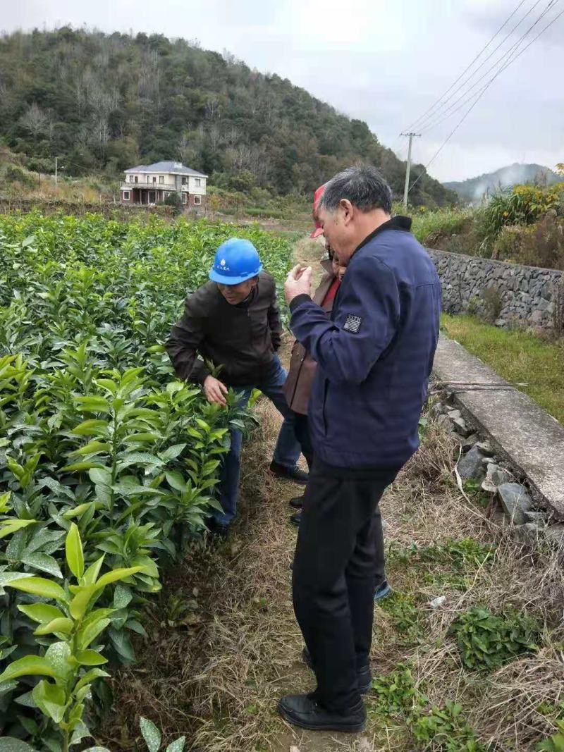 优质红美人柑橘苗，基地直发，货源充足，价格实惠，保湿邮寄！