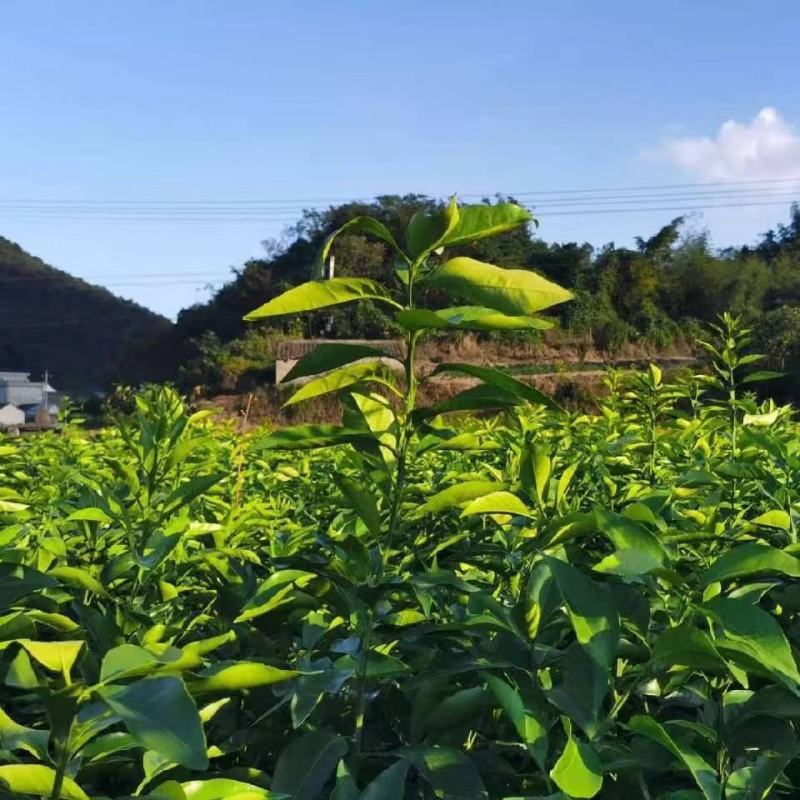 优质红美人柑橘苗，基地直发，货源充足，价格实惠，保湿邮寄！