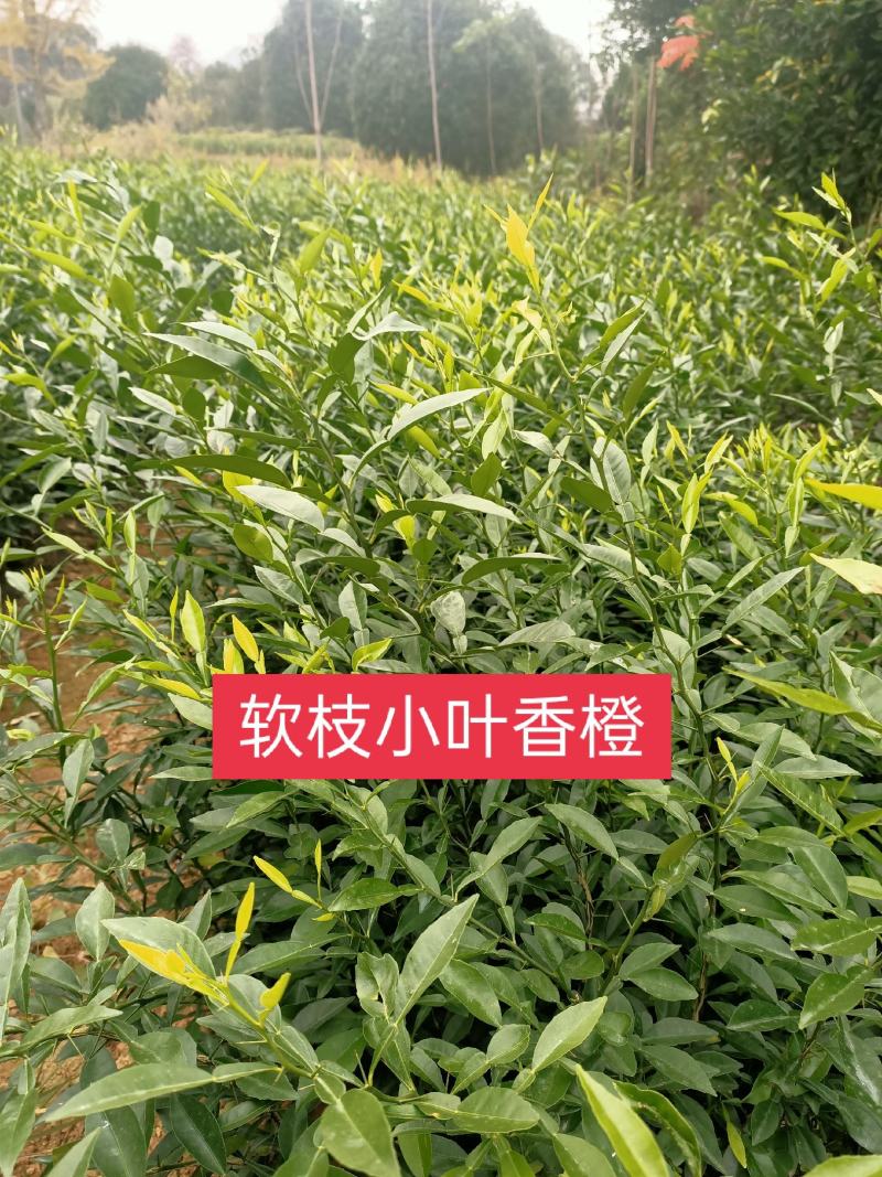 今年新苗香橙苗小叶香橙小苗可嫁接实生苗包邮