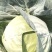 甘蓝大量现货沙地种植基地质量优良品质好