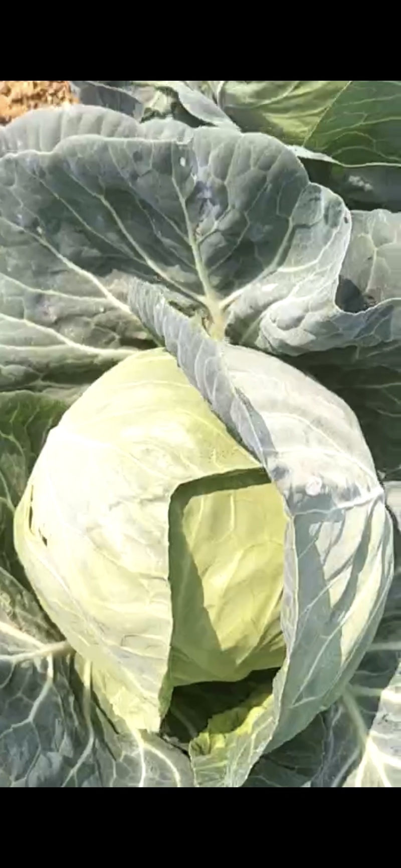 甘蓝大量现货沙地种植基地质量优良品质好