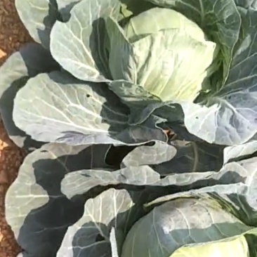 甘蓝大量现货沙地种植基地质量优良品质好