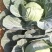 甘蓝大量现货沙地种植基地质量优良品质好