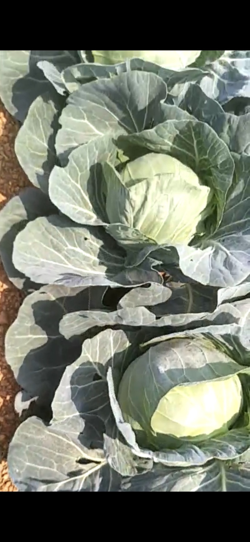 甘蓝大量现货沙地种植基地质量优良品质好