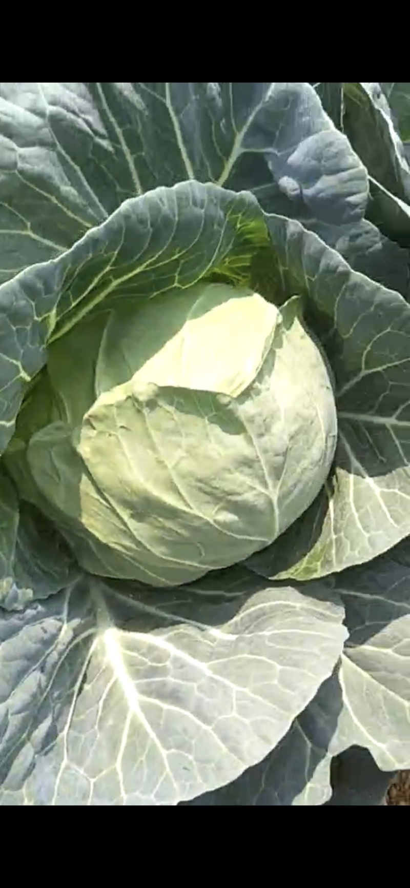 甘蓝大量现货沙地种植基地质量优良品质好