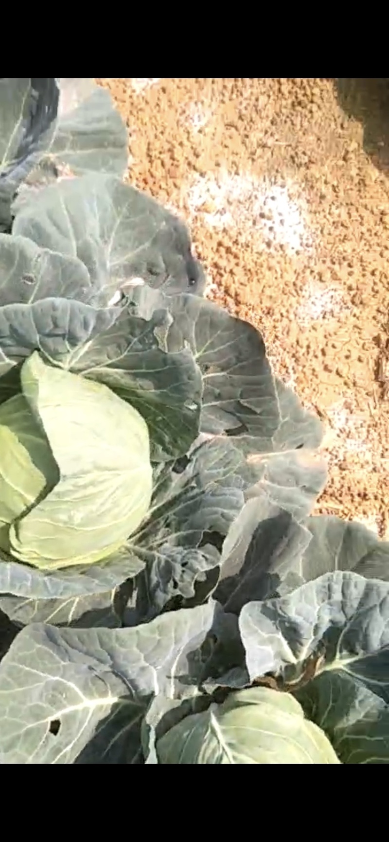 甘蓝大量现货沙地种植基地质量优良品质好
