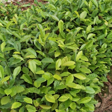 火力楠苗火力楠容器苗，产地直发，支持视频看货，货源充足