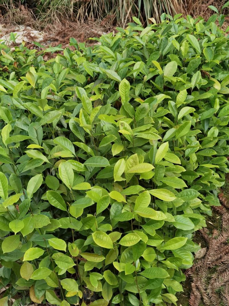火力楠苗火力楠容器苗，产地直发，支持视频看货，货源充足