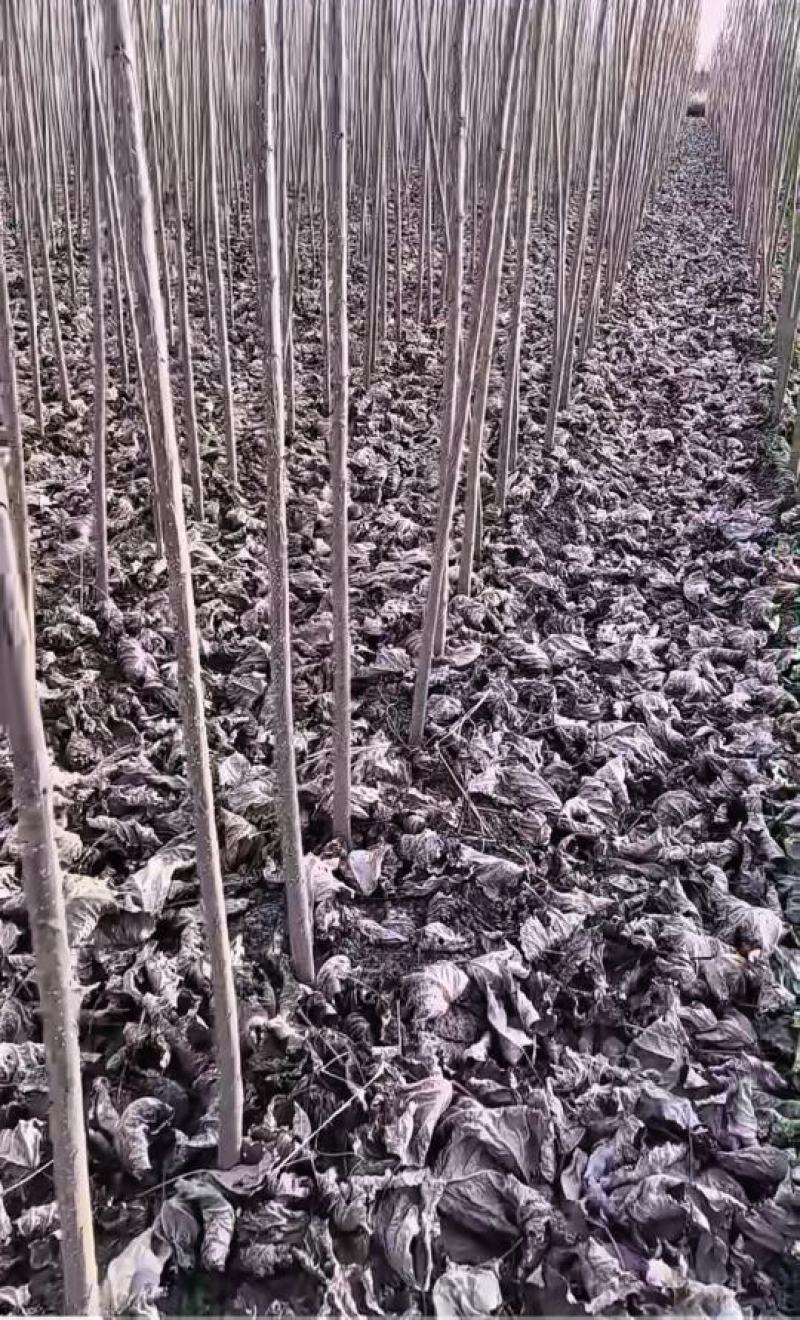 正品107杨树苗2-8公分，批发零售均可，大量出售