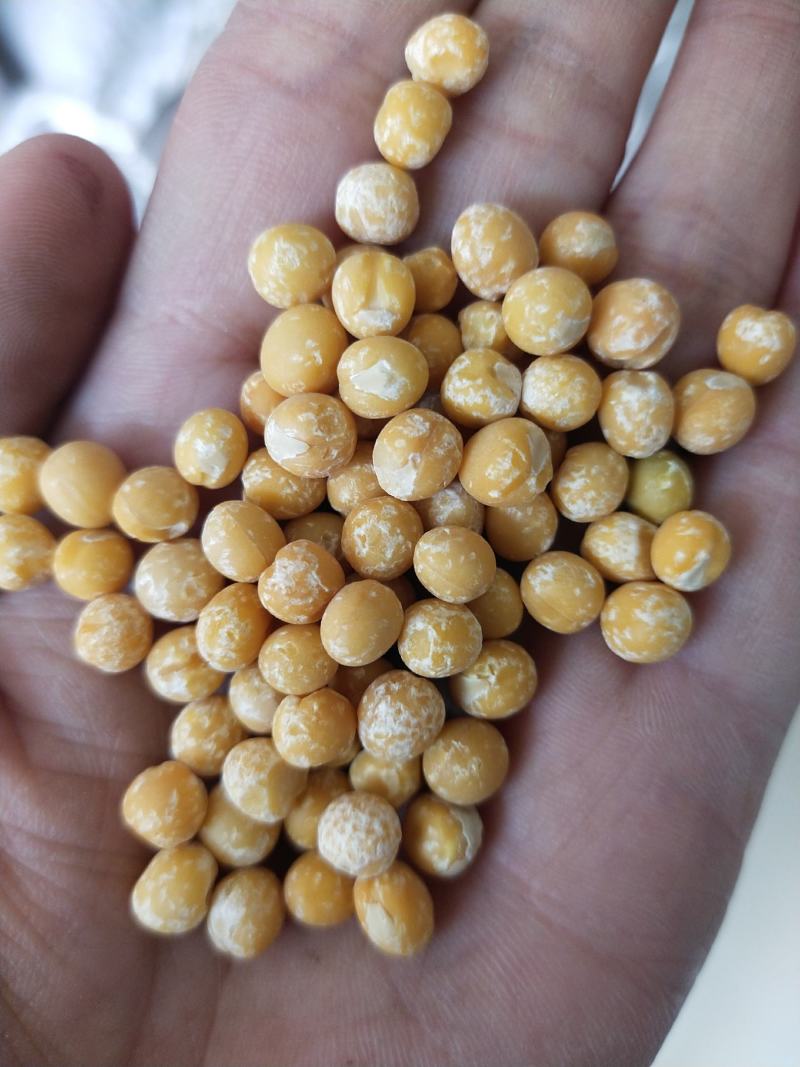豌豆仁脱皮豌豆仁黄豌豆仁