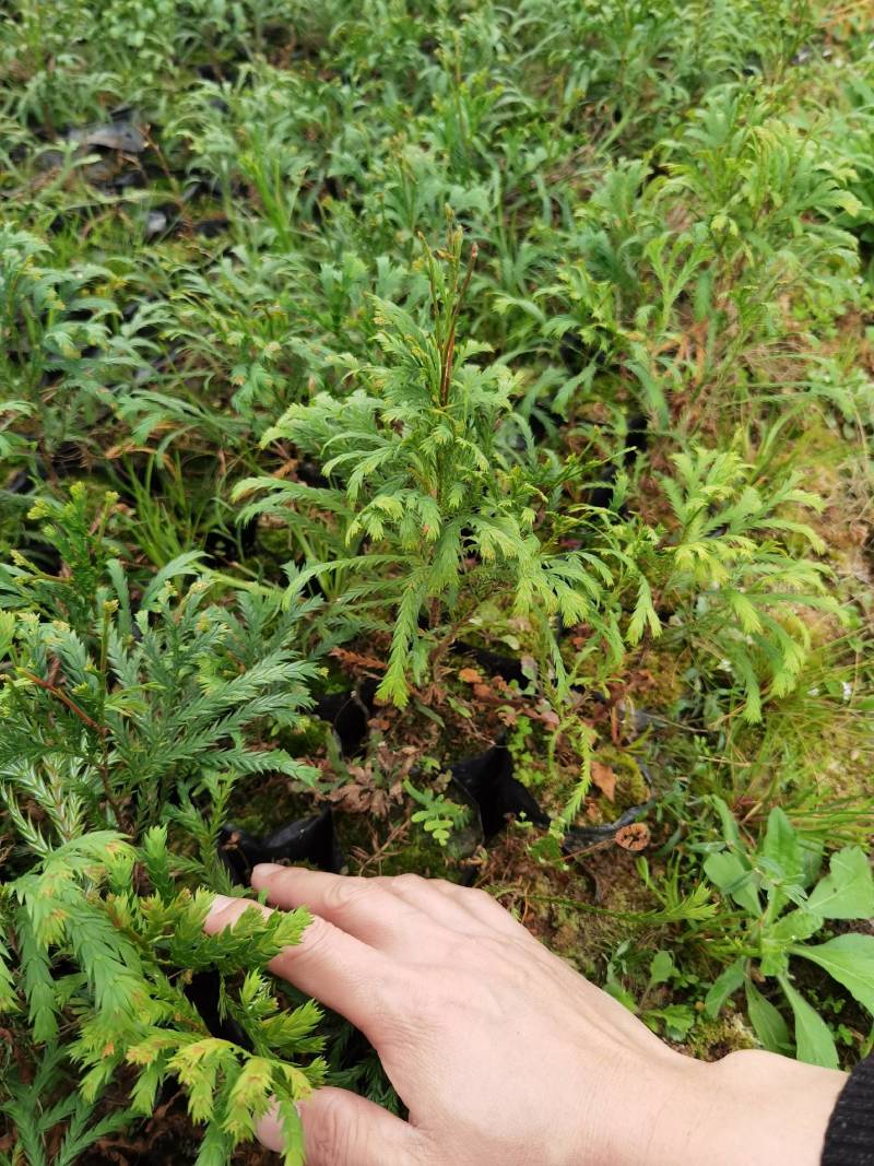 福建柏容器苗，产地直发，支持视频看货，货源充足