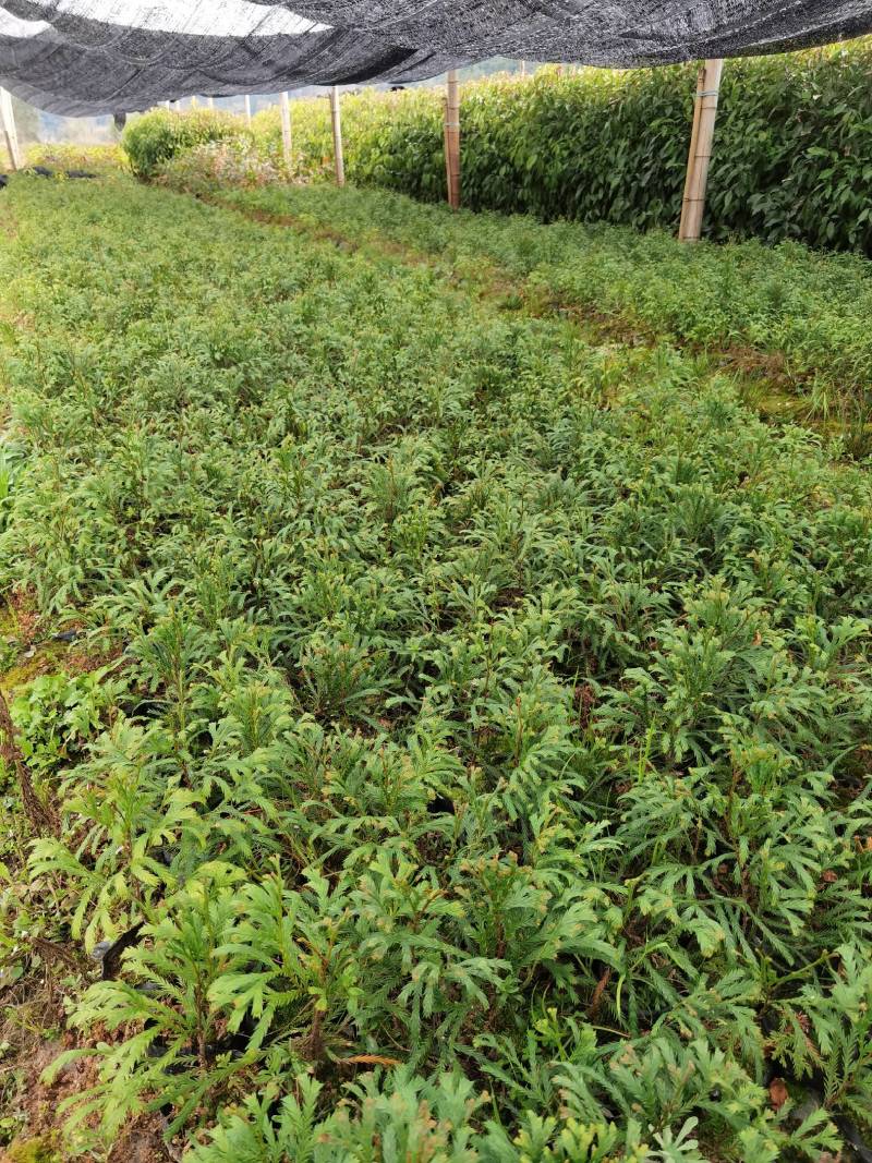 福建柏容器苗，产地直发，支持视频看货，货源充足