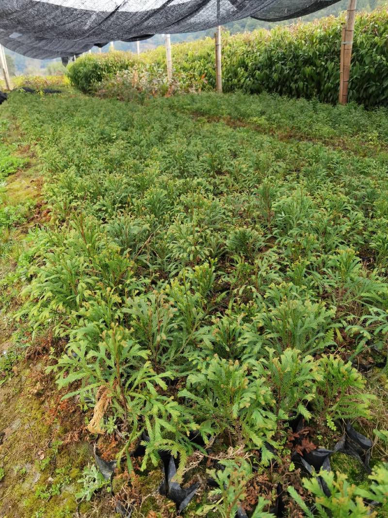 福建柏容器苗，产地直发，支持视频看货，货源充足