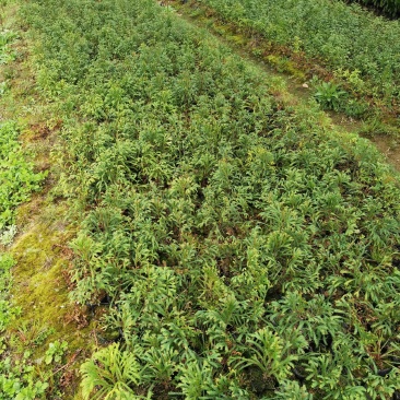 福建柏容器苗，产地直发，支持视频看货，货源充足