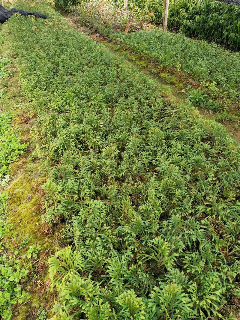 福建柏容器苗，产地直发，支持视频看货，货源充足
