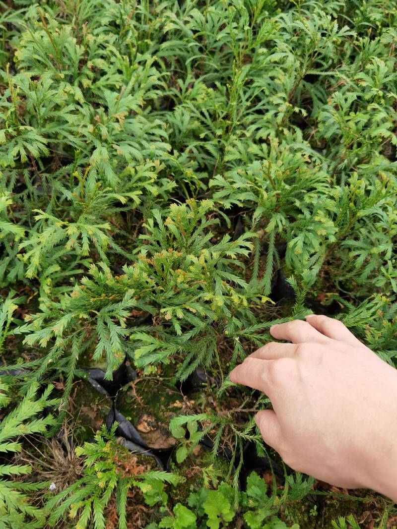 福建柏容器苗，产地直发，支持视频看货，货源充足