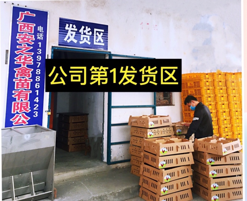 九斤黄（快大黄）质量保障，店有〈诚信企业〉证书，