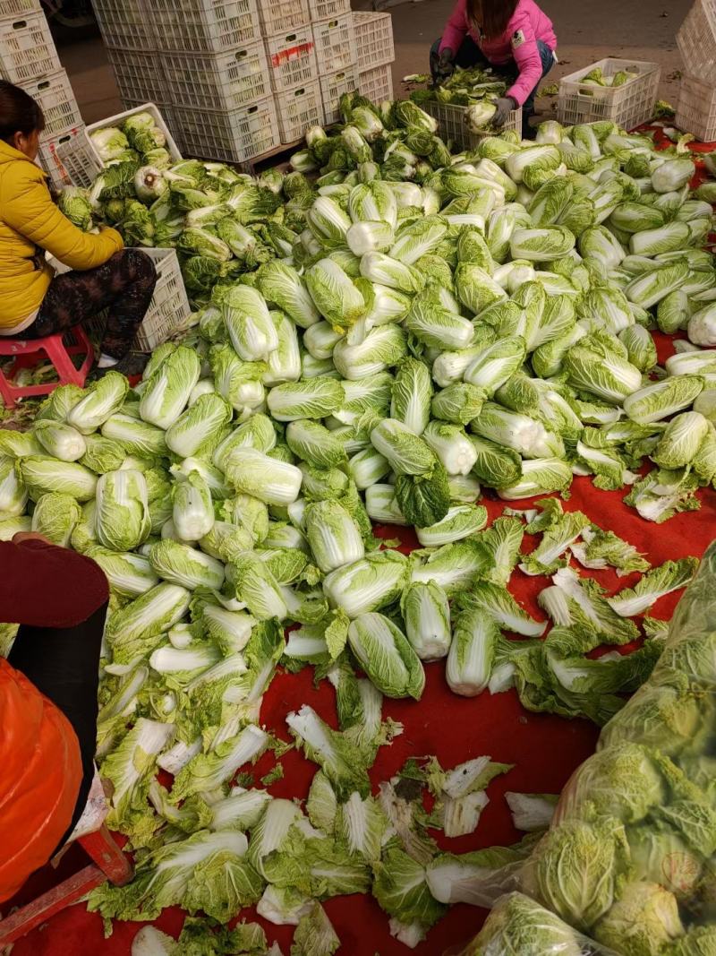 精品娃娃菜香脆可口小包大包都有欢迎订购保证质量