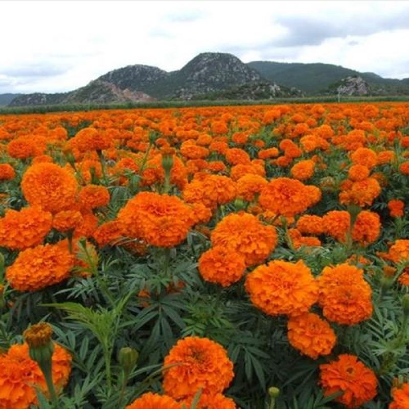 万寿菊种子臭橘臭芙蓉耐寒四季播种草花阳台盆栽工程绿化