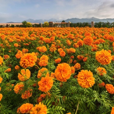 万寿菊种子臭橘臭芙蓉耐寒四季播种草花阳台盆栽工程绿化