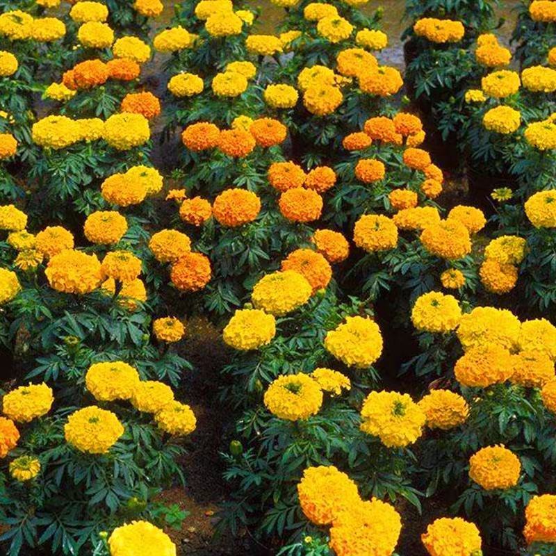 万寿菊种子臭橘臭芙蓉耐寒四季播种草花阳台盆栽工程绿化