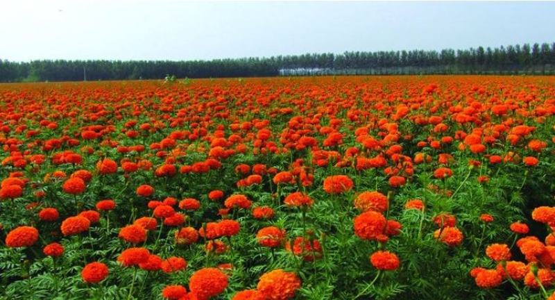 万寿菊种子臭橘臭芙蓉耐寒四季播种草花阳台盆栽工程绿化