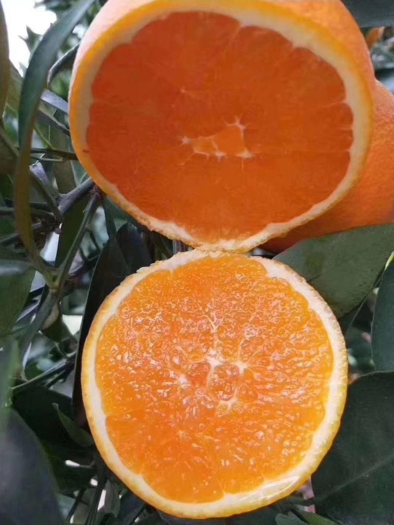 【秭归脐橙】纽荷尔橙子长虹脐橙产地一手货源批发