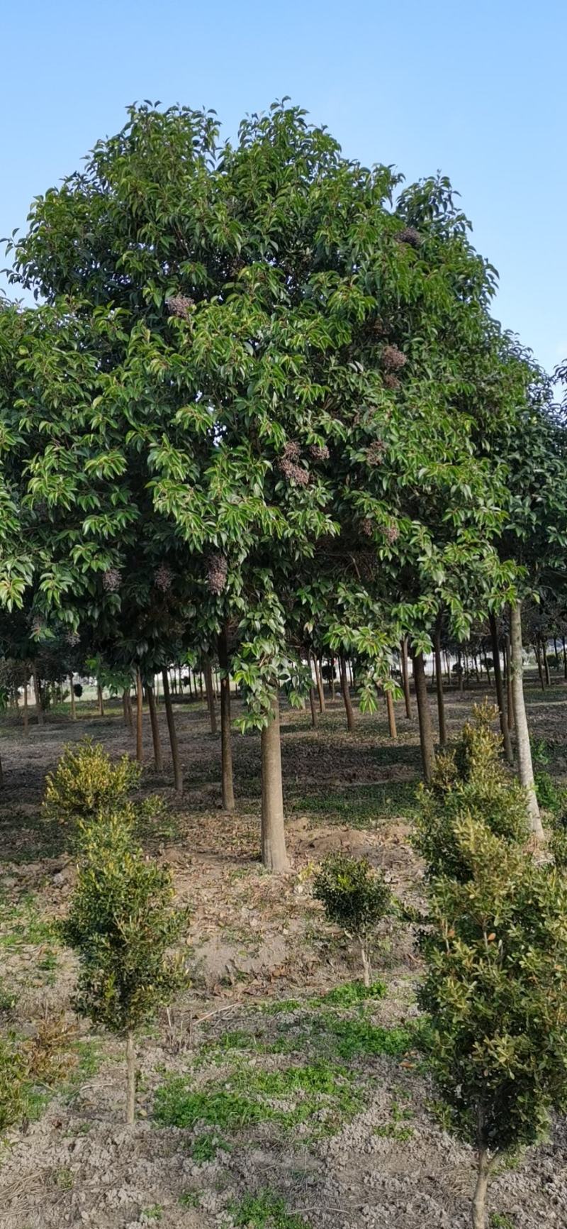 大叶女贞苗木基地，精品树型价格合理，2000亩地规格齐全