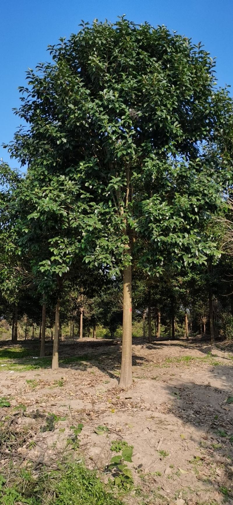 大叶女贞苗木基地，精品树型价格合理，2000亩地规格齐全