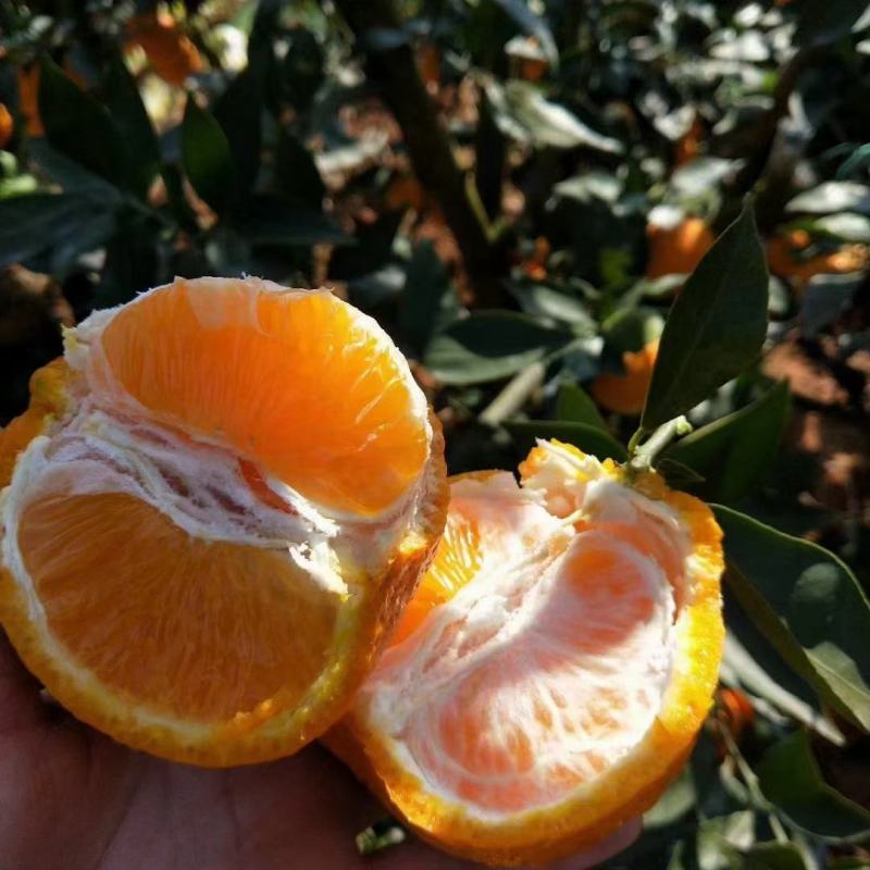 黄果柑大量供应上市。6.7毛左右一斤需要的滴滴