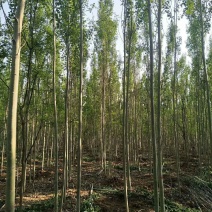 优质毛白杨，雄株一级毛新原生树土球裸根上车毛心