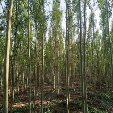 优质毛白杨，雄株一级毛新原生树土球裸根上车毛心