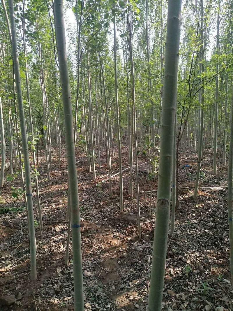 优质毛白杨，雄株一级毛新原生树土球裸根上车毛心