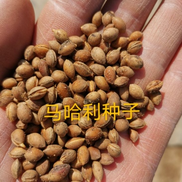 辽宁营口市鲅鱼圈区东升种苗供应马哈利种子嫁接各种车厘子