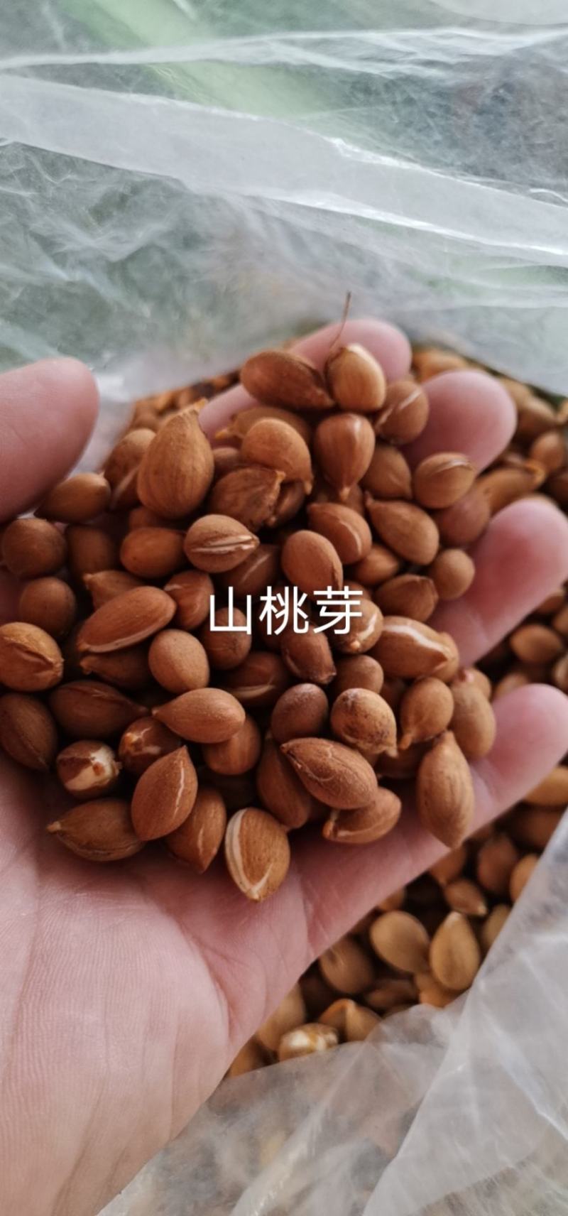 辽宁营口市鲅鱼圈区东升种苗供应山桃芽（核）种子