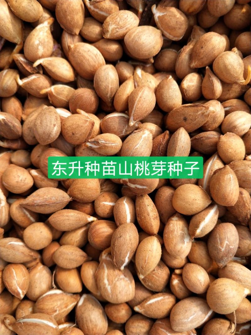 辽宁营口市鲅鱼圈区东升种苗供应山桃芽（核）种子