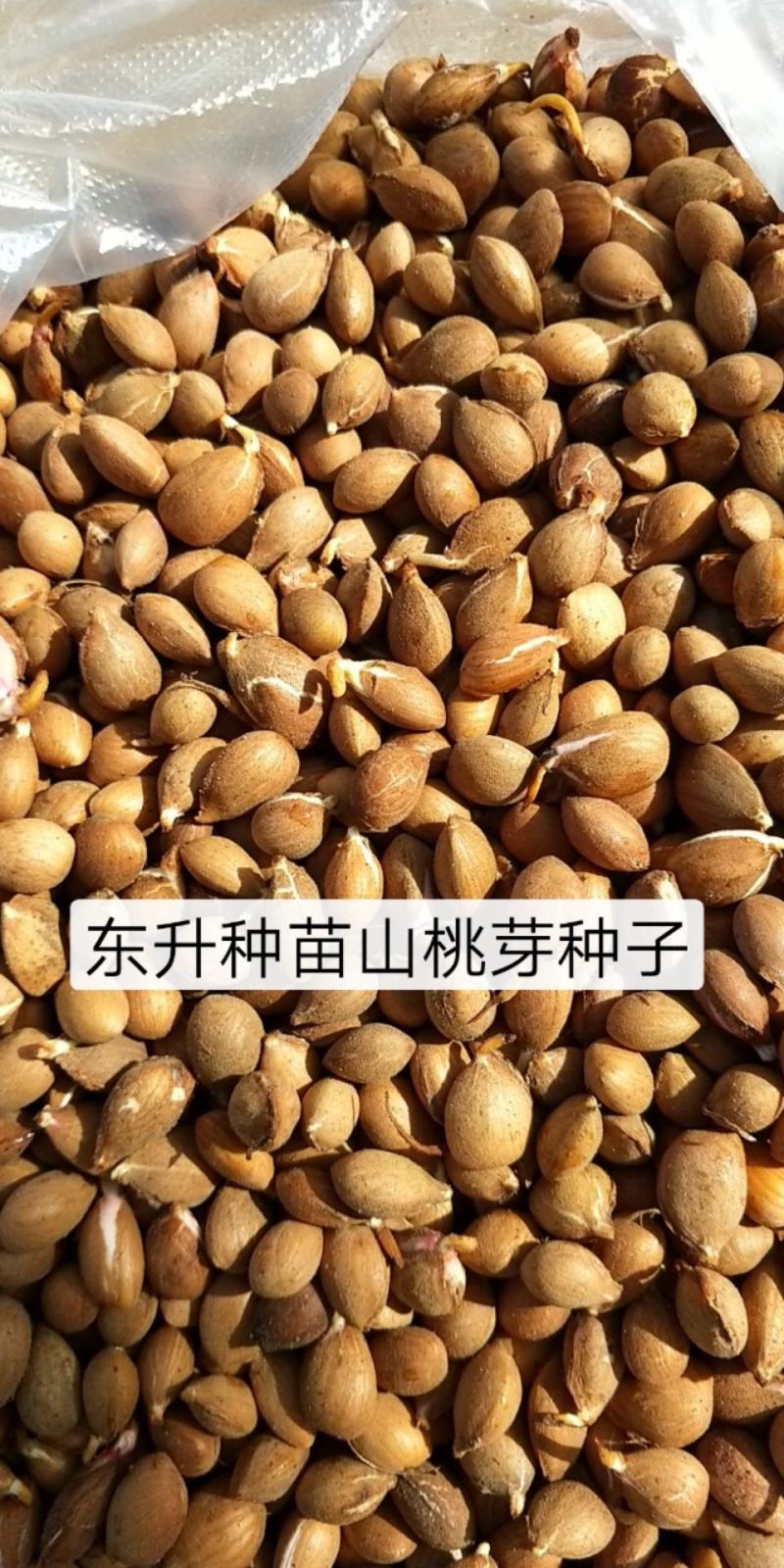 辽宁营口市鲅鱼圈区东升种苗供应山桃芽（核）种子
