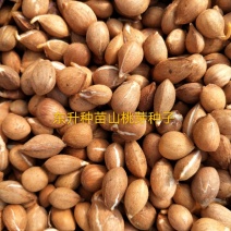 辽宁营口市鲅鱼圈区东升种苗供应山桃芽（核）种子