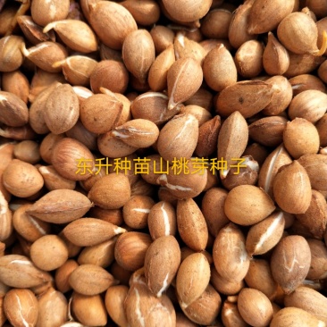 辽宁营口市鲅鱼圈区东升种苗供应山桃芽（核）种子