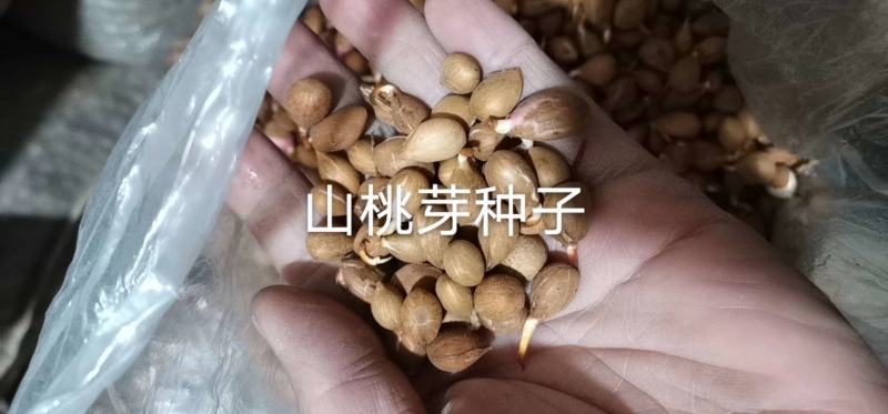 辽宁营口市鲅鱼圈区东升种苗供应山桃芽（核）种子