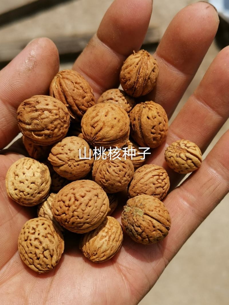 辽宁营口市鲅鱼圈区东升种苗供应山桃芽（核）种子
