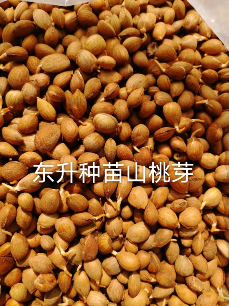 辽宁营口市鲅鱼圈区东升种苗供应山桃芽（核）种子
